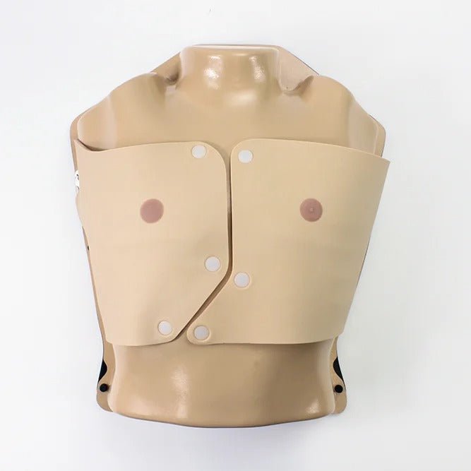 Thorax with Movable Ribs, Arms Up