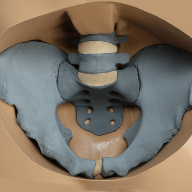 Torso for SI Procedures