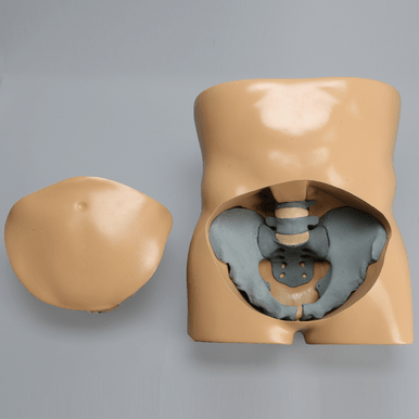 Torso for SI Procedures