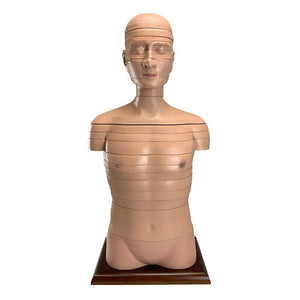 Torso Section Model, 24 Discs
