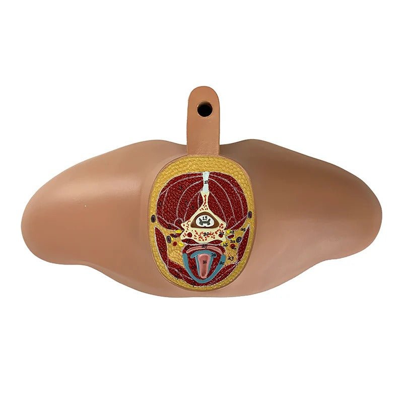 Torso Section Model, 24 Discs