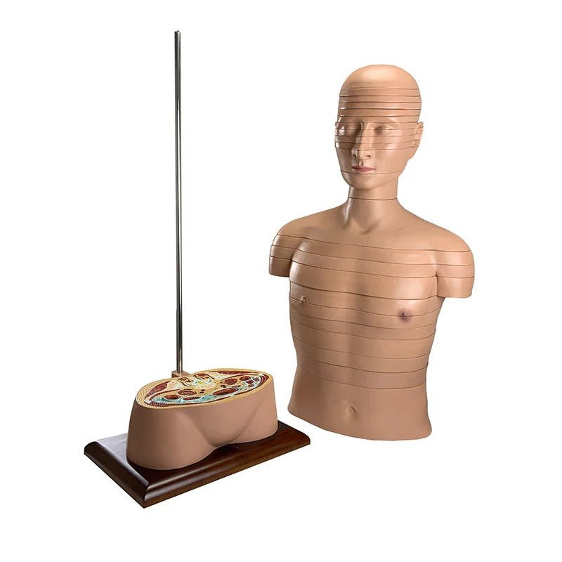 Torso Section Model, 24 Discs