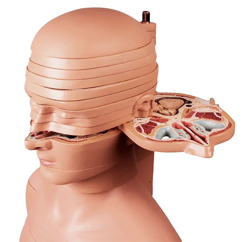 Torso Section Model, 24 Discs