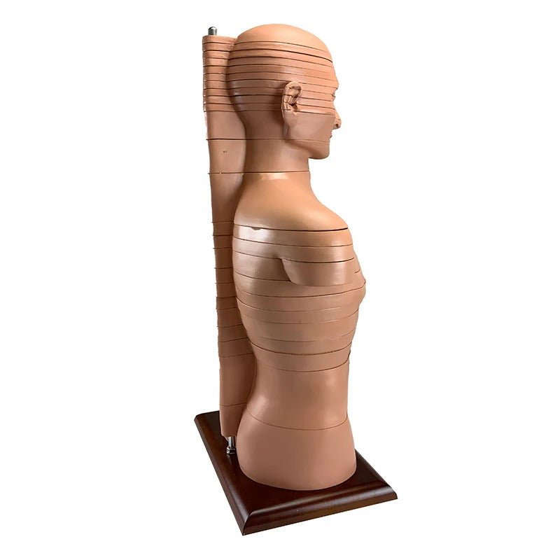 Torso Section Model, 24 Discs