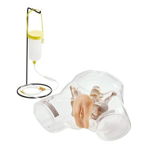 Transparent Female Catheter Model
