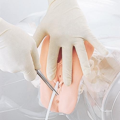 Transparent Female Catheter Model