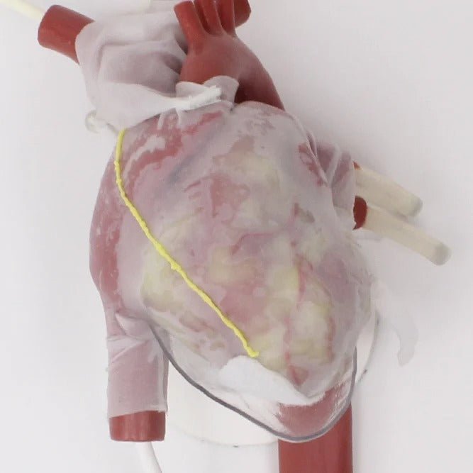 Trauma Thoracotomy Trainer