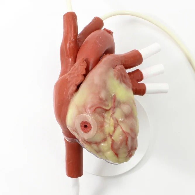 Trauma Thoracotomy Trainer