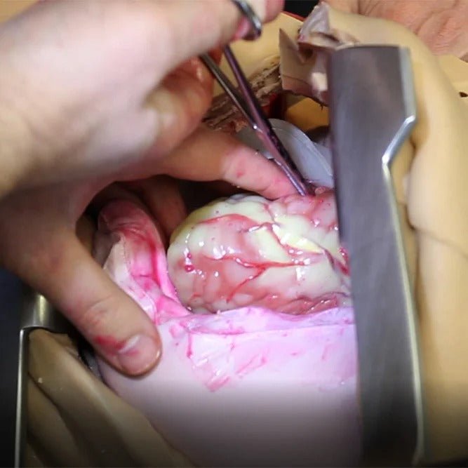 Trauma Thoracotomy Trainer