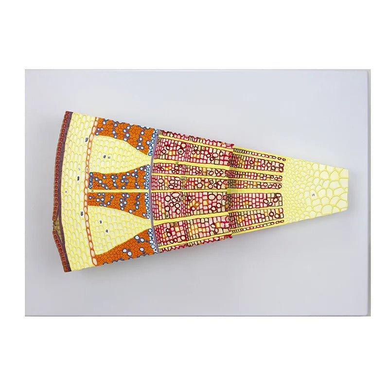 Tree Stem Section Model, 300X Enlarged