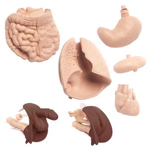 Upgrade Kit for 3B Scientific Patient Care Manikin II P11-1, Dark Skin