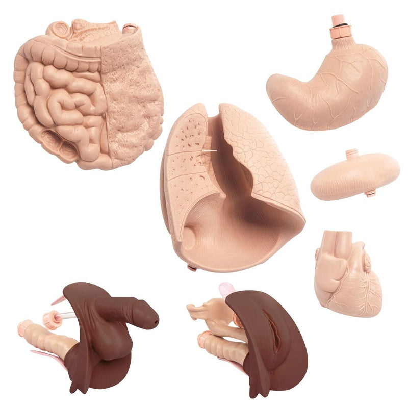 Upgrade Kit for 3B Scientific Patient Care Manikin II P11-1, Dark Skin