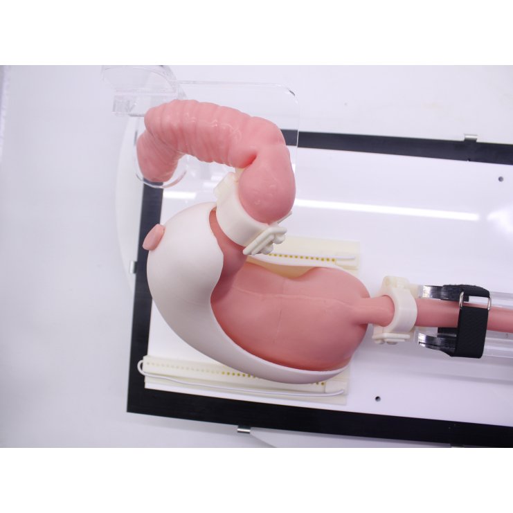 Upper Gastrointestinal Endoscopy Simulator, Advanced