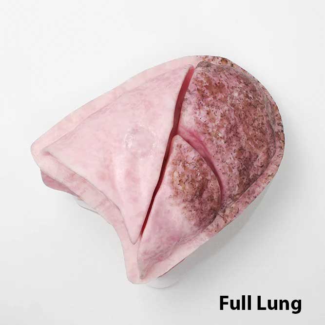 VATS Trainer with Mimetic Lung