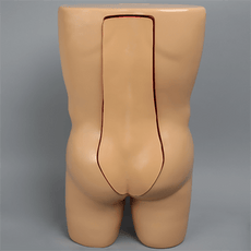 Vertebroplasty Trunk with Spine Model