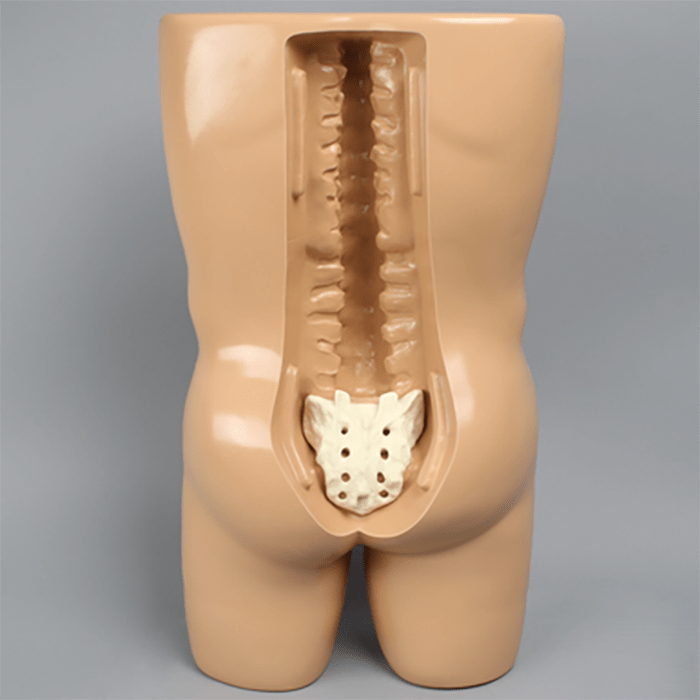 Vertebroplasty Trunk with Spine Model