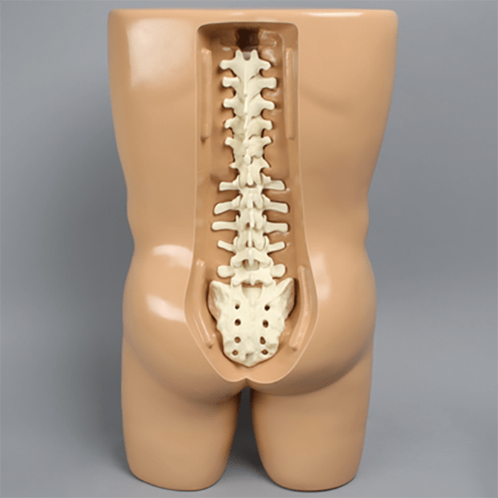 Vertebroplasty Trunk with Spine Model