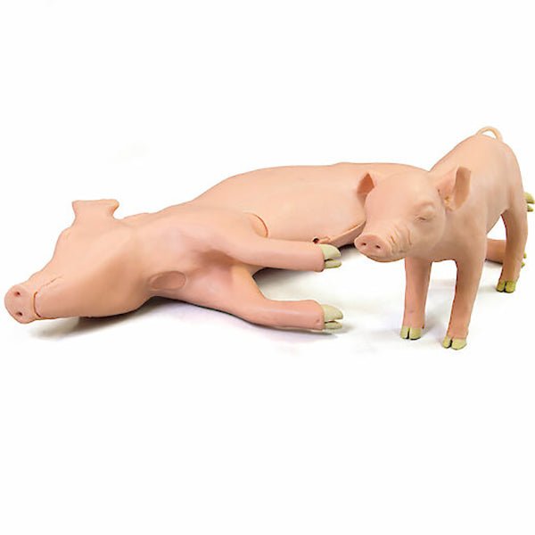 Weaner Pig 'Weany' Injection Trainer and Castration Simulator