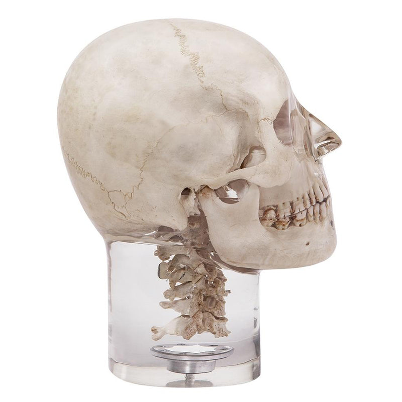 X-Ray Phantom Head With Cervical Vertebrae, Transparent