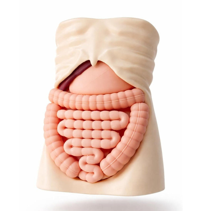 XR-Body Dual, Adult and Pediatric Acute Abdomen Training