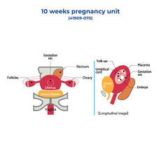 10 Weeks Pregnancy Unit