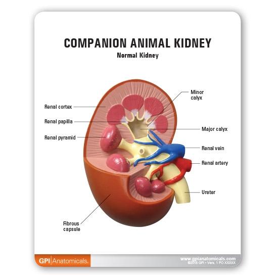 2-Piece Companion Animal Kidney