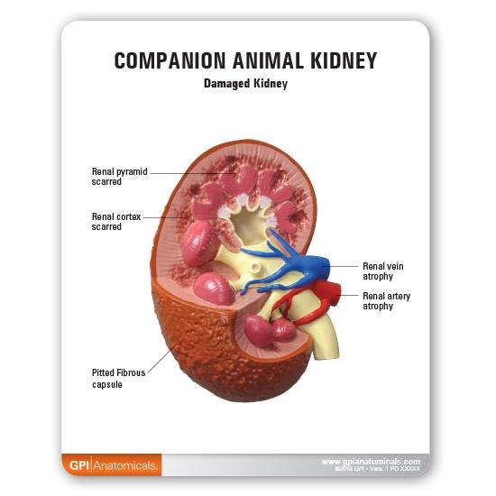 2-Piece Companion Animal Kidney