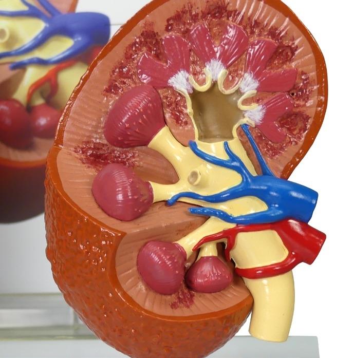 2-Piece Companion Animal Kidney