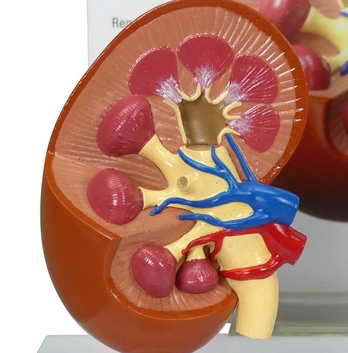 2-Piece Companion Animal Kidney
