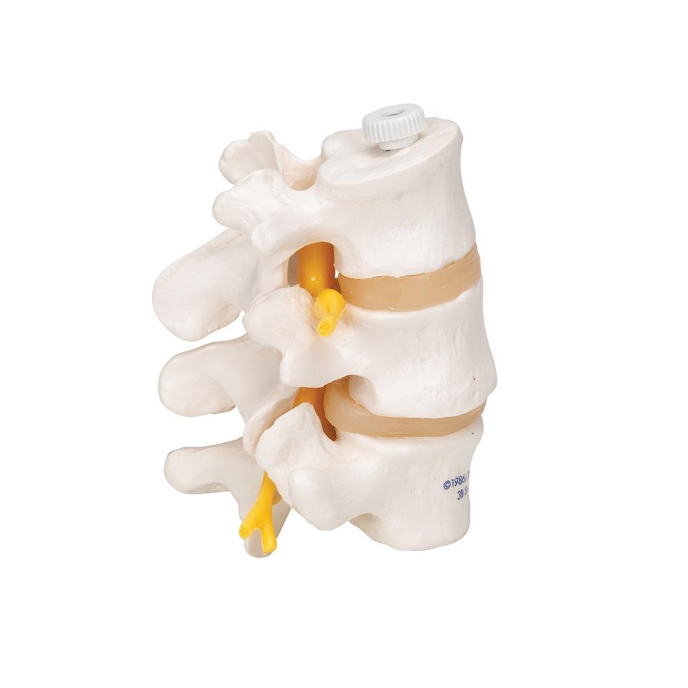 Colonna vertebrale flessibile classica, con cassa toracica e tronchi del femore | 1000120 | A56/2 | Modelli di Colonna Vertebrale | 3B Scientific Colonna vertebrale flessibile classica, con cassa toracica e tronchi del femore | 1000120 | A56/2 | Modelli di Colonna Vertebrale | 3B Scientific