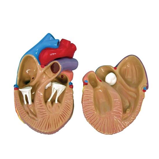 Mini Heart Instruments 3 Mini Heart Set Models – GTSimulators.com