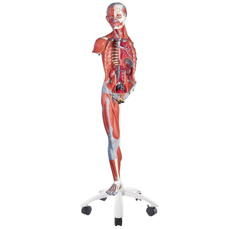 3/4 Life-Size Female Muscle Figure Without Internal Organs, 23-Part