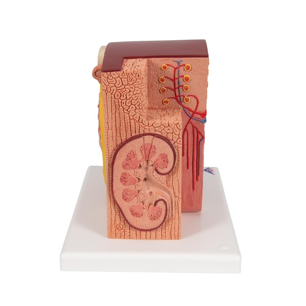 Kidney Cell Model 3B MICROanatomy Kidney Model – GTSimulators.com