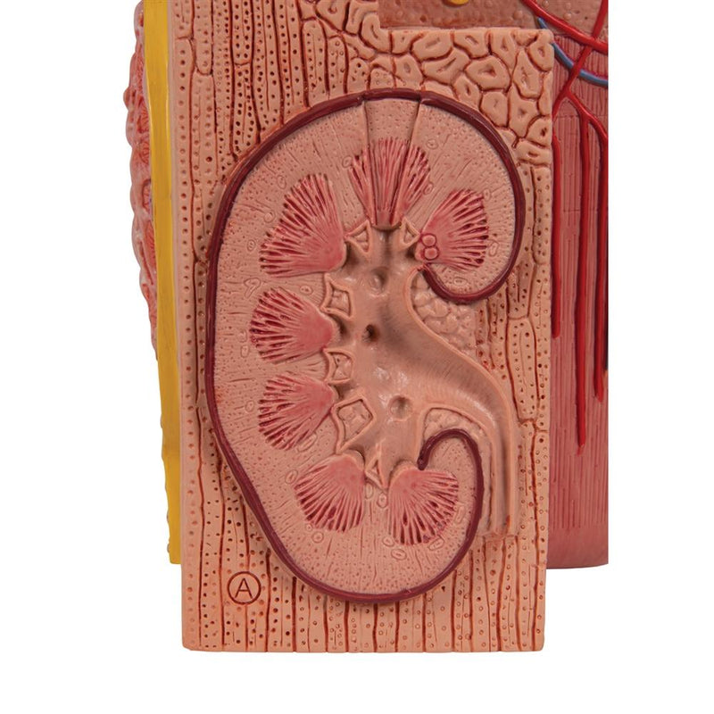 3B MICROanatomy Kidney Model