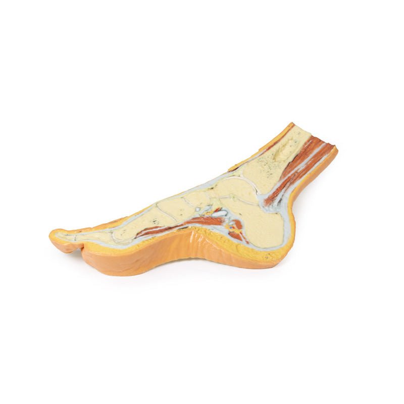 3D Printed Foot Parasagittal cross-section Model | 3D Printed Foot ...