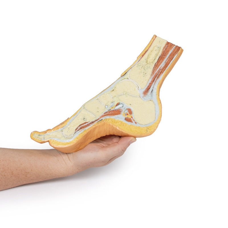 3D Printed Foot Parasagittal cross-section Model