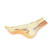 3D Printed Foot Parasagittal cross-section Model