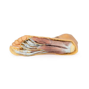 Educational 3D Printed Anatomical Models For Sale – Tagged 