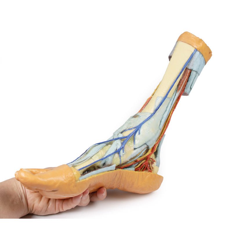 3D Printed Foot with deep structures of the distal leg and foot