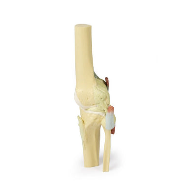 3D Printed Human Joint Models – Tagged 