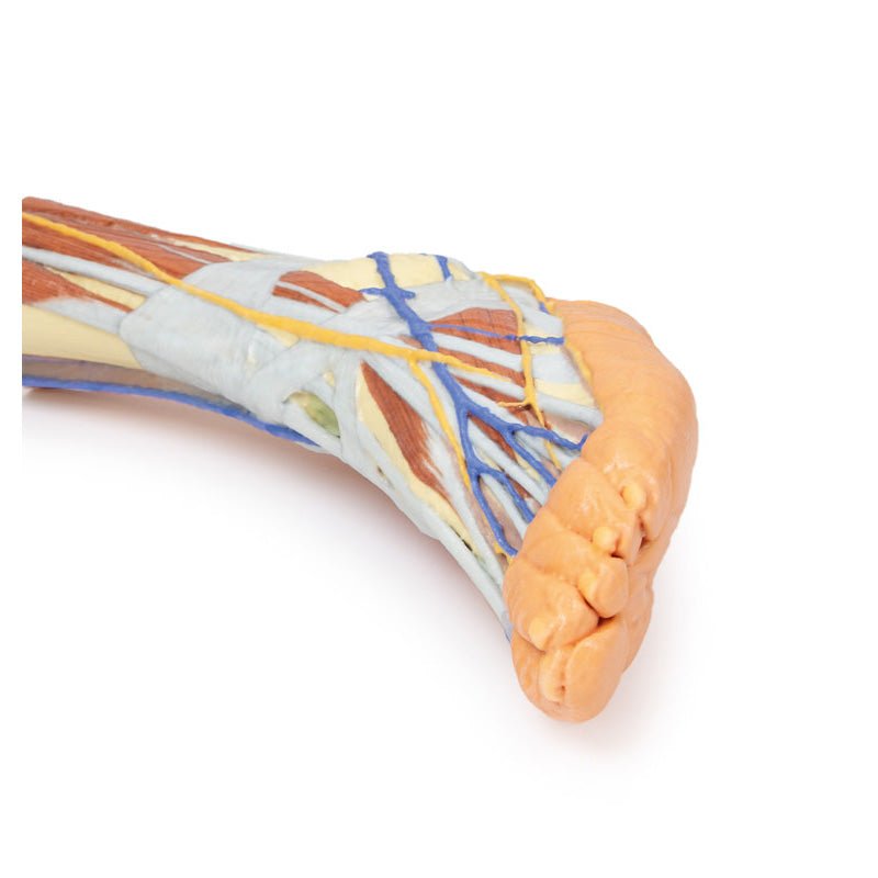 3D Printed Lower Limb ƒ?? Superficial Dissection