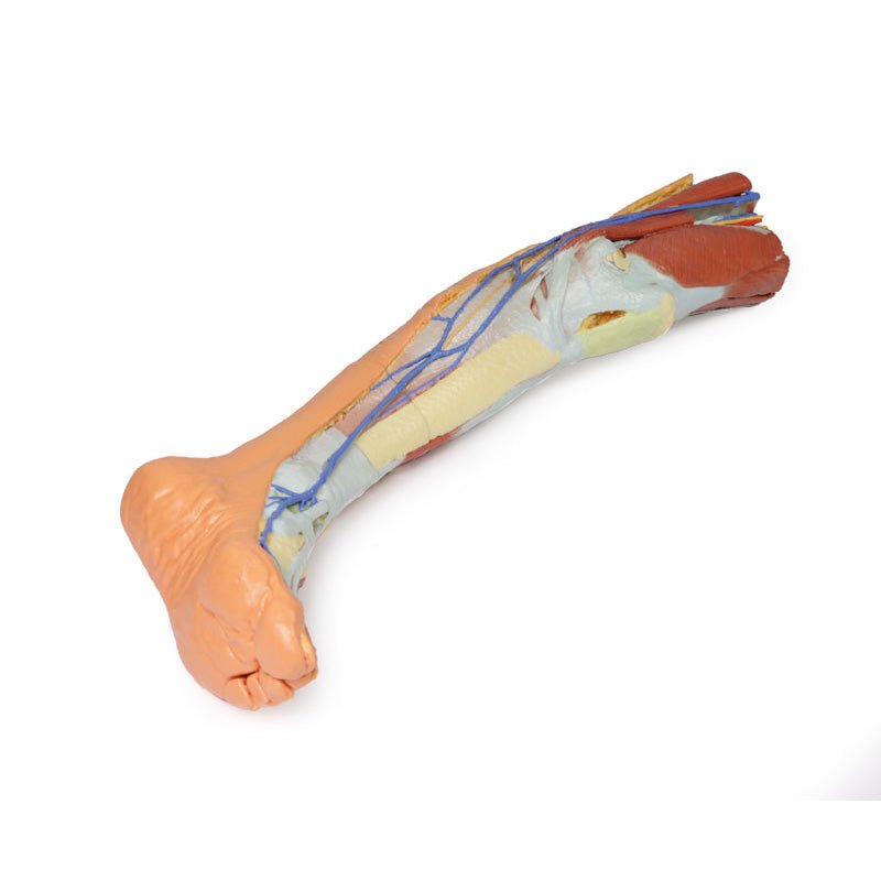 3D Printed Lower Limb ƒ?? Superficial Dissection