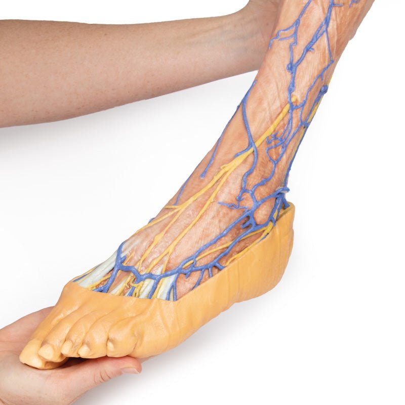 3D Printed Lower Limb superficial veins
