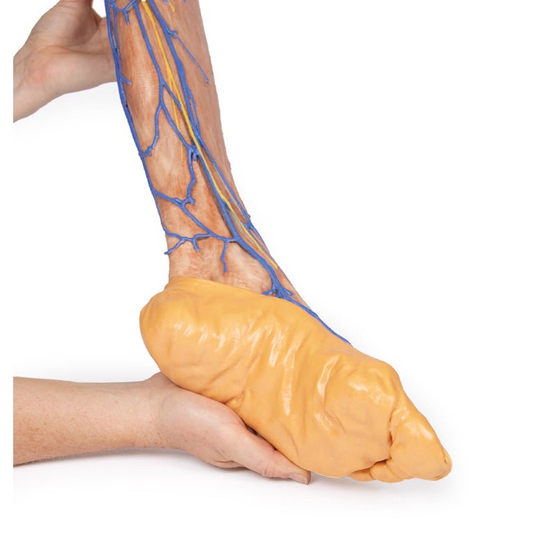 3D Printed Lower Limb superficial veins