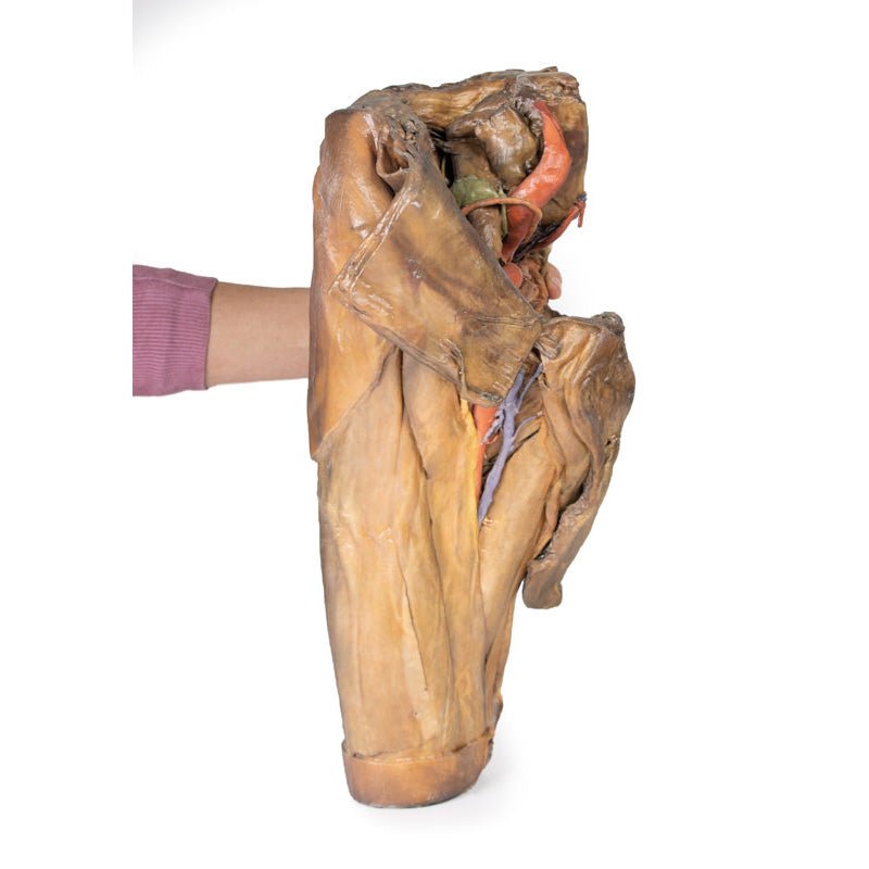 3D Printed Male Hemipelvis and Thigh