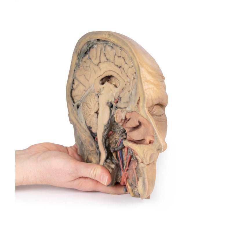3D Printed Median Section Through Head Sagittal Section of Head with Deep Dissection