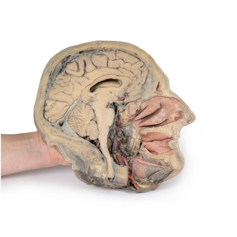 3D Printed Median Section Through Head Sagittal Section of Head with Deep Dissection