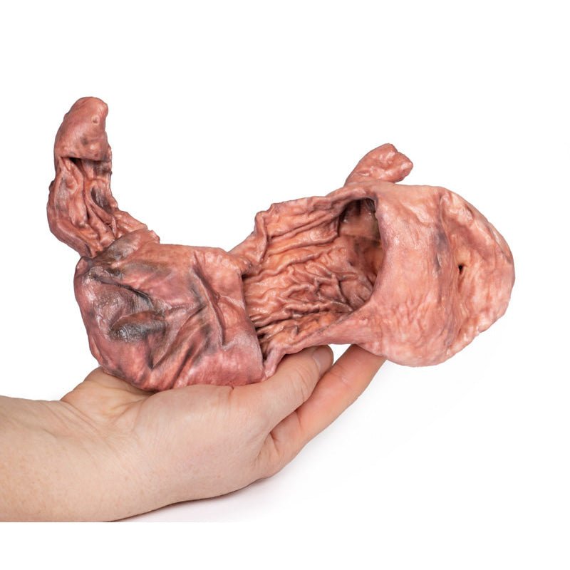 3D Printed Stomach
