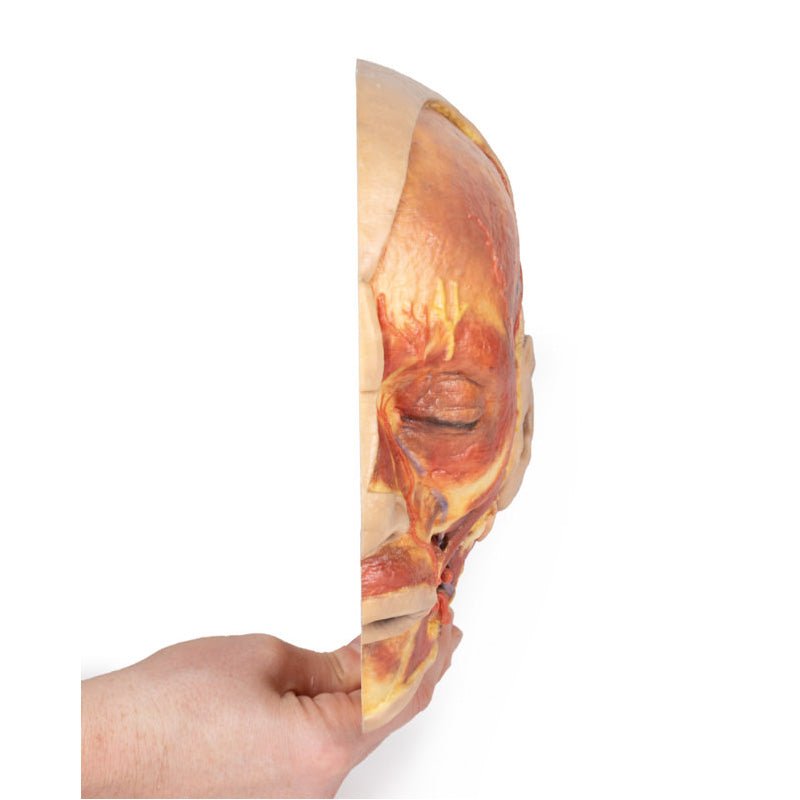 3D Printed Superficial Face