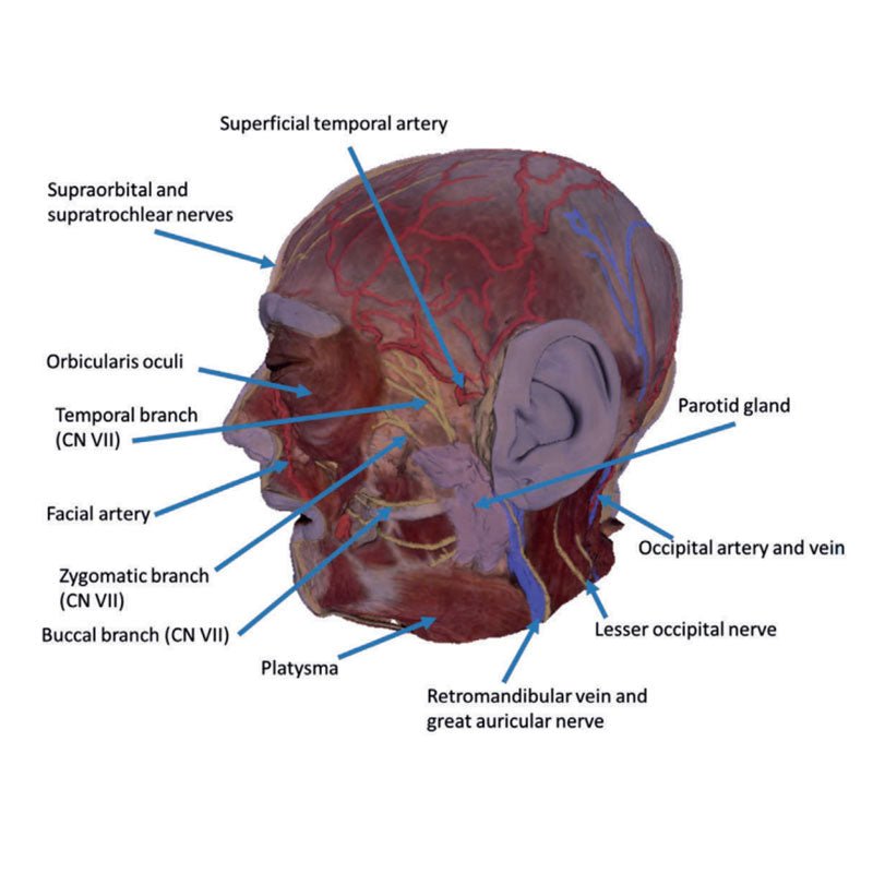 3D Printed Superficial Facial Nerves & Parotid Gland